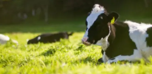 Imagen articulo: "Muuu", de David Safier. Un libro muuuy divertido