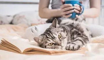 Imagen articulo: 13 libros para leer con tu gato
