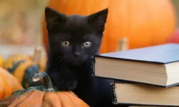 Imagen articulo: ¿Por qué los gatos negros son un símbolo de Halloween?
