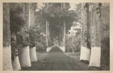 Imagen extra Palmeras en la nieve 4