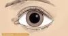 El ojo desnudo
