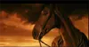 Trailer película Caballo de Batalla
